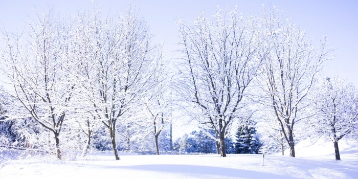 Eine ruhige Winterlandschaft mit schneebedeckten Bäumen und kahlen Ästen vor einem klaren blauen Himmel.